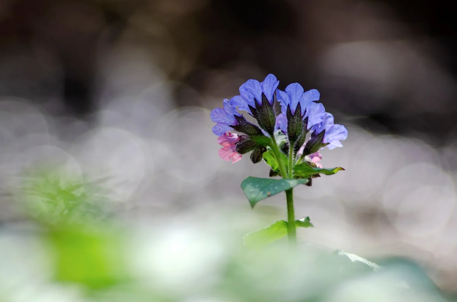 a purple flower with a green stem in the foreground